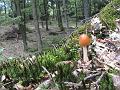 Natur 0085